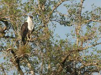 Pygargue vocifère - Haliaeetus vocifer