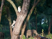 Vervet bleu - Chlorocebus pygerythrus