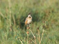 Alouette à nuque rousse - Mirafra africana