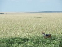 Chacal à chabraque - Canis mesomelas