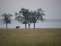 Éléphant au petit matin