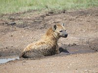 Hyène tachetée - Crocuta crocuta