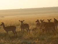 Impalas au petit matin