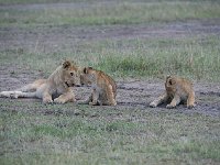 Lions et lionceaux