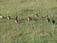 Ouette d'Egypte - Alopochen aegyptiaca