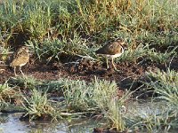 Rhynchée peinte - Rostratula benghalensis