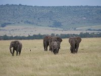 Eléphant de savane d'Afrique - Loxodonta africana