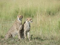 Guépard - Acinonyx jubatus