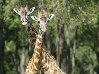 Girafe Masaï - Giraffa camelopardalis tippelskirchi
