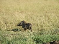 Phacochère commun - Phacochoerus africanus