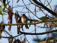 Bulbul tricolore - Pycnonotus tricolo