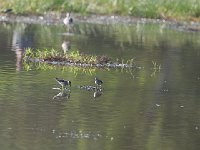 Chevalier guignette - Actitis hypoleucos