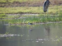 Echasse blanche - Himantopus himantopus