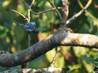 Elminie bleue - Elminia longicauda