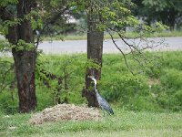 Héron mélanocéphale - Ardea melanocephala