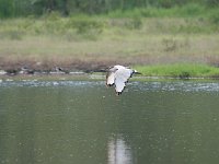 Ibis sacré - Threskiornis aethiopicus