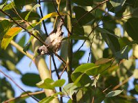 Prinia à gorge blanche - Schistolais leucopogon