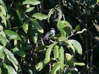 Pririt à collier -  Platysteira cyanea