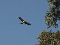 Rapace à déterminer