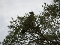 Aigle martial - Polemaetus bellicosus