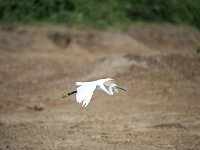 Aigrette garzette - Egretta garzetta