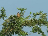 Alouette à nuque rousse - Mirafra africana