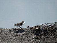 Bécasseau minute - Calidris minuta