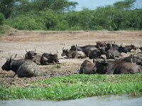 Buffle d'Afrique - Syncerus caffer