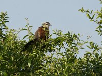 Coucal à sourcils blancs - Centropus superciliosus