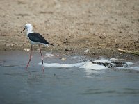 Echasse blanche - Himantopus himantopus