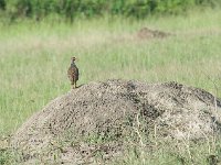 Francolin à gorge rouge - Pternistis afer