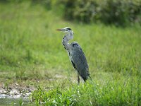 Héron cendré - Ardea cinerea