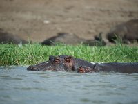 Hippopotame amphibie - Hippopotamus amphibius