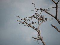 Hirondelle rustique - Hirundo rustica