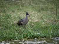 Ibis hagedash - Bostrychia hagedash