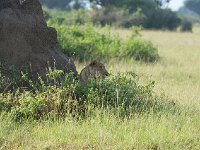 Lion - Panthera leo