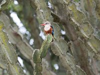 Martin-chasseur à tête grise - Halcyon leucocephala