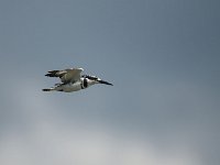 Martin-pêcheur pie -  Ceryle rudis