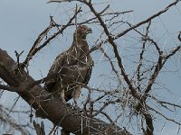 Palmiste africain - Gypohierax angolensis