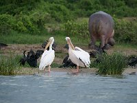 Pélican blanc - Pelecanus onocrotalus