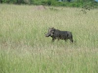 Phacochère commun - Phacochoerus africanus