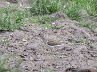 Chevalier guignette - Actitis hypoleucos