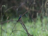 Hirondelle rustique - Hirundo rustica