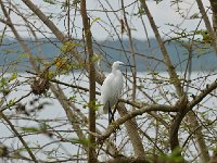 Aigrette garzette - Egretta garzetta