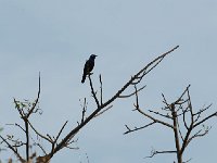 Choucador splendide - Lamprotornis splendidus