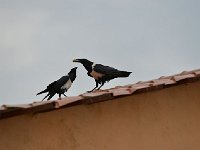 Corbeau pie - Corvus albus