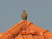 Faucon ardoisé - Falco ardosiaceus