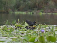 Gallinule poule-d'eau -  Gallinula chloropus