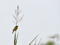 Guêpier à collier bleu - Merops variegatus