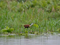 Jacana à poitrine dorée - Actophilornis africanus